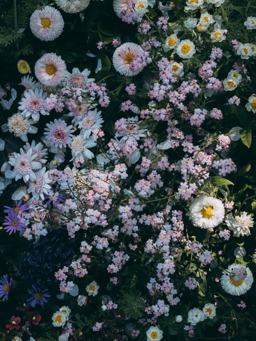 小さい花が咲く花壇の写真