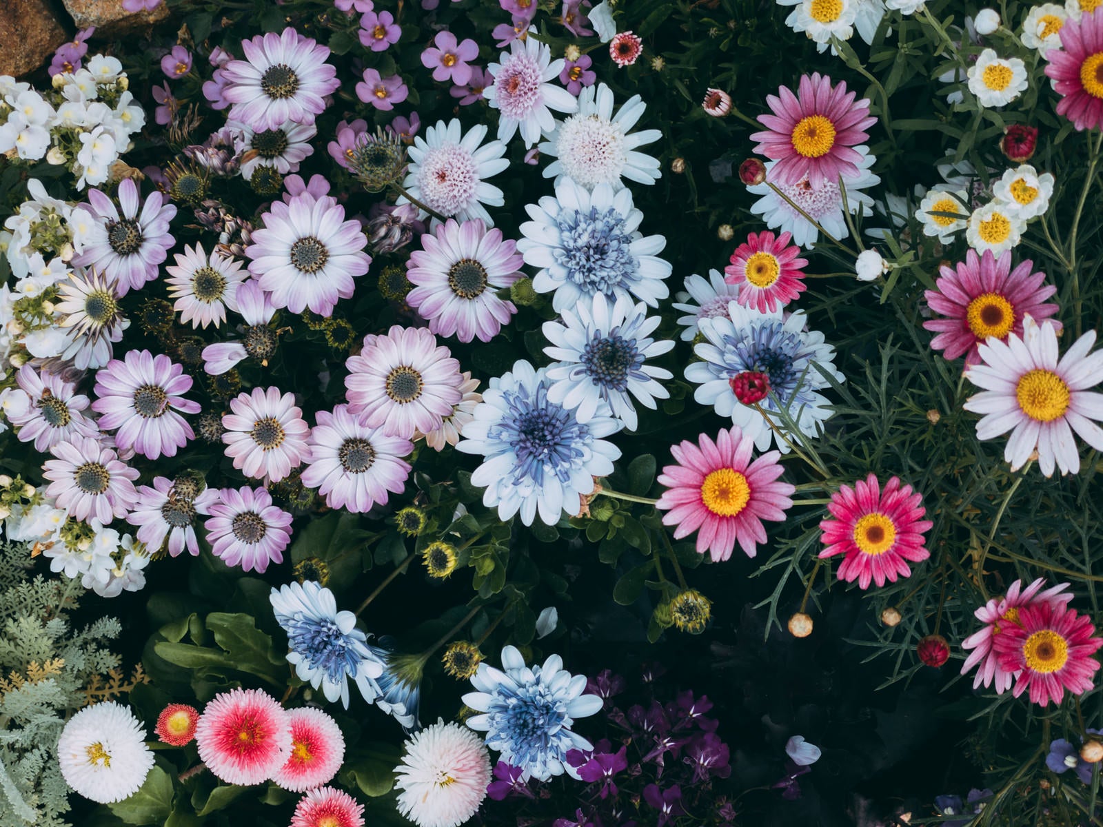 「まんまるお花が咲く花壇」の写真