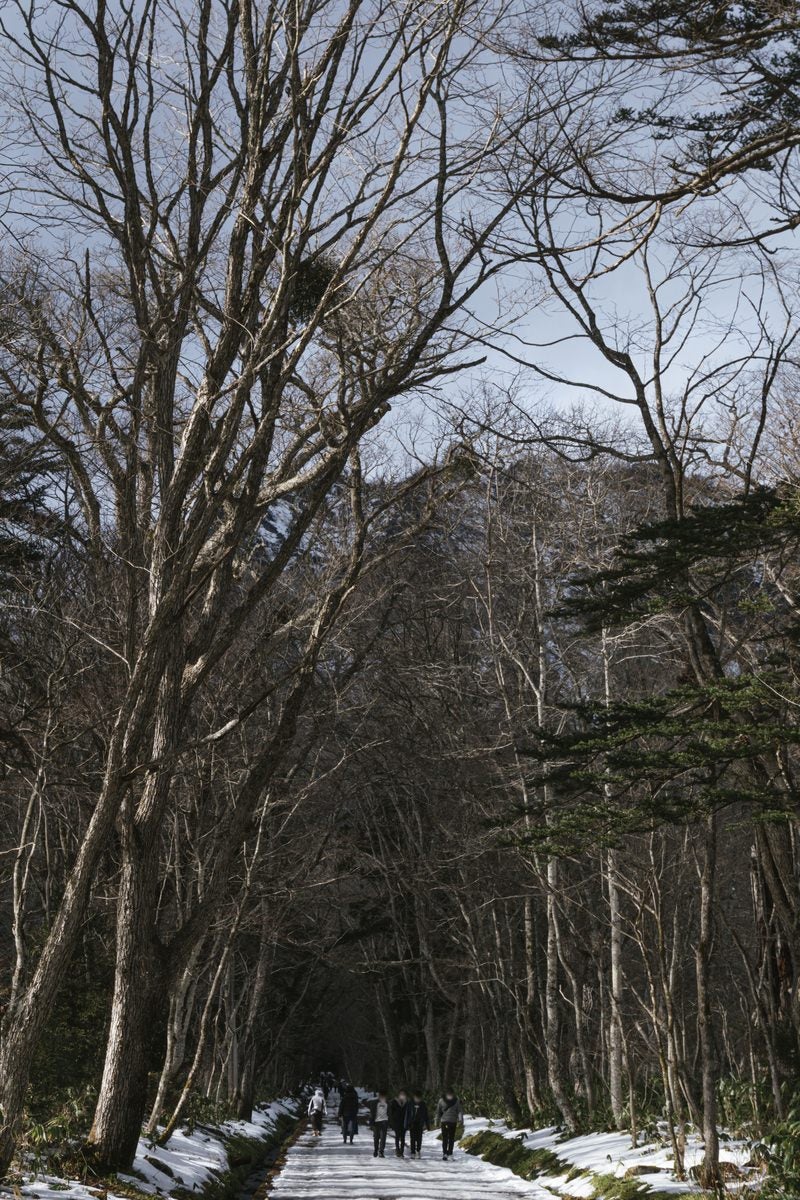雪が積もった戸隠神社の参道を冬枯れの木々がアーチ状に覆い、奥を参拝客が歩いている