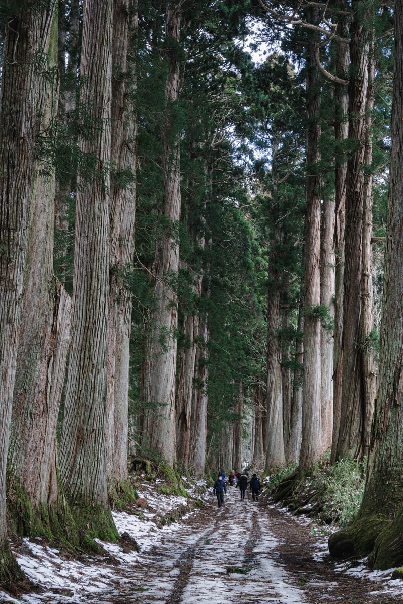 「所々雪が残る初冬の奥社杉並木を歩く人々の姿」の写真