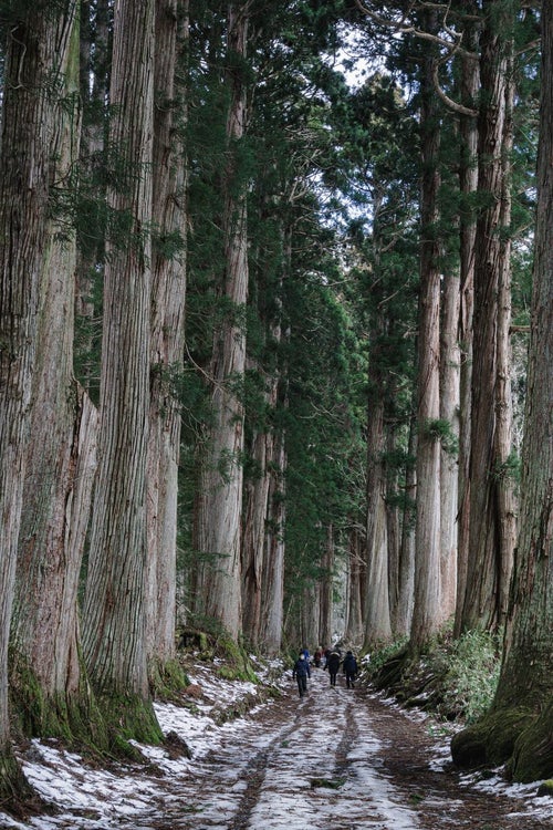 所々雪が残る初冬の奥社杉並木を歩く人々の姿の写真