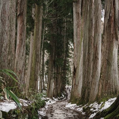 奥に向かうと急な坂も見える雪の残る奥社杉並木の写真