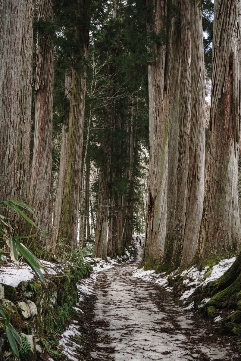 「奥に向かうと急な坂も見える雪の残る奥社杉並木」の写真