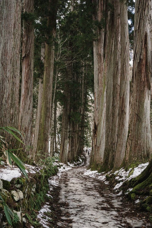 奥に向かうと急な坂も見える雪の残る奥社杉並木の写真