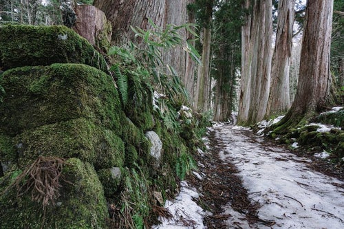 奥社杉並木の脇に続く奥社院坊跡の苔むした石垣の写真