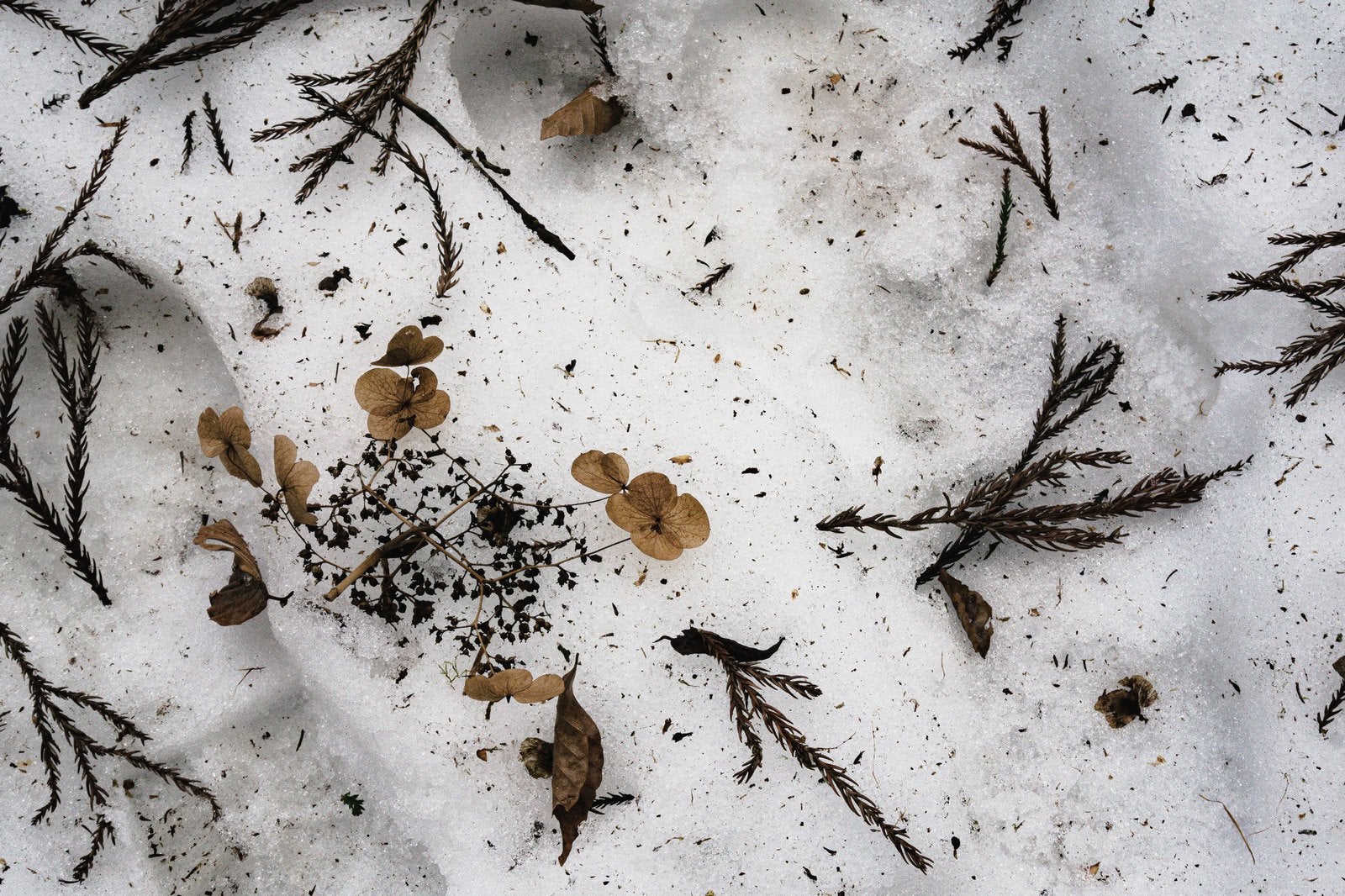 「雪の上に残る足跡と散り落ちた枯れたアジサイや杉の葉」の写真