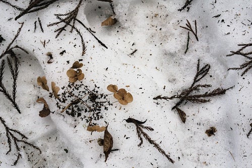 雪の上に残る足跡と散り落ちた枯れたアジサイや杉の葉の写真