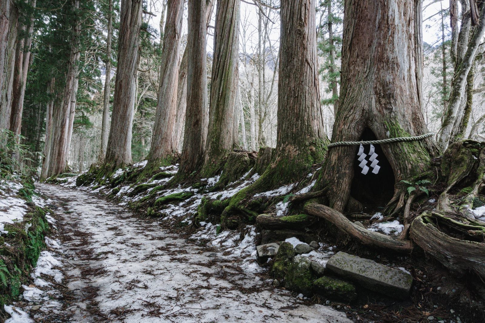 「雪が残る奥社杉並木の杉の祠辺りの様子」の写真