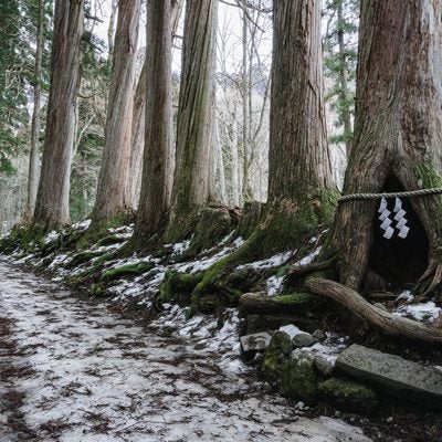 雪が残る奥社杉並木の杉の祠辺りの様子の写真