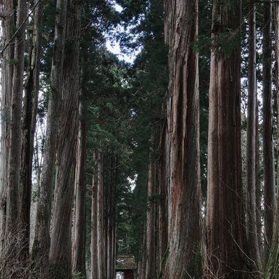 奥社側から見る杉並木と随神門の写真