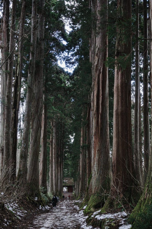 奥社側から見る杉並木と随神門の写真