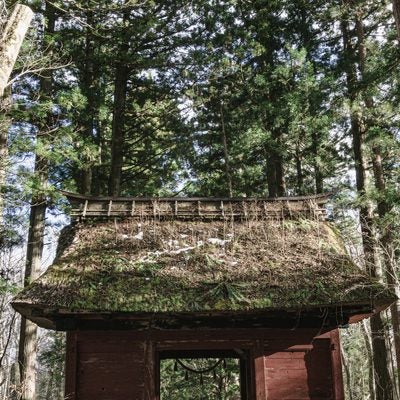 奥社側から見る杉並木と随神門の写真