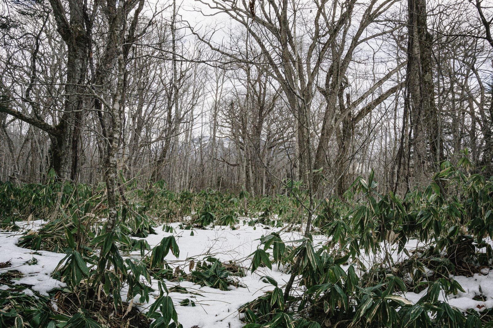 「冬枯れの木々とその足元で雪に埋もれる熊笹」の写真