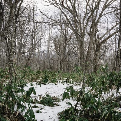 冬枯れの木々とその足元で雪に埋もれる熊笹の写真