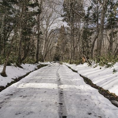 雪の残る戸隠神社奥社参道の写真