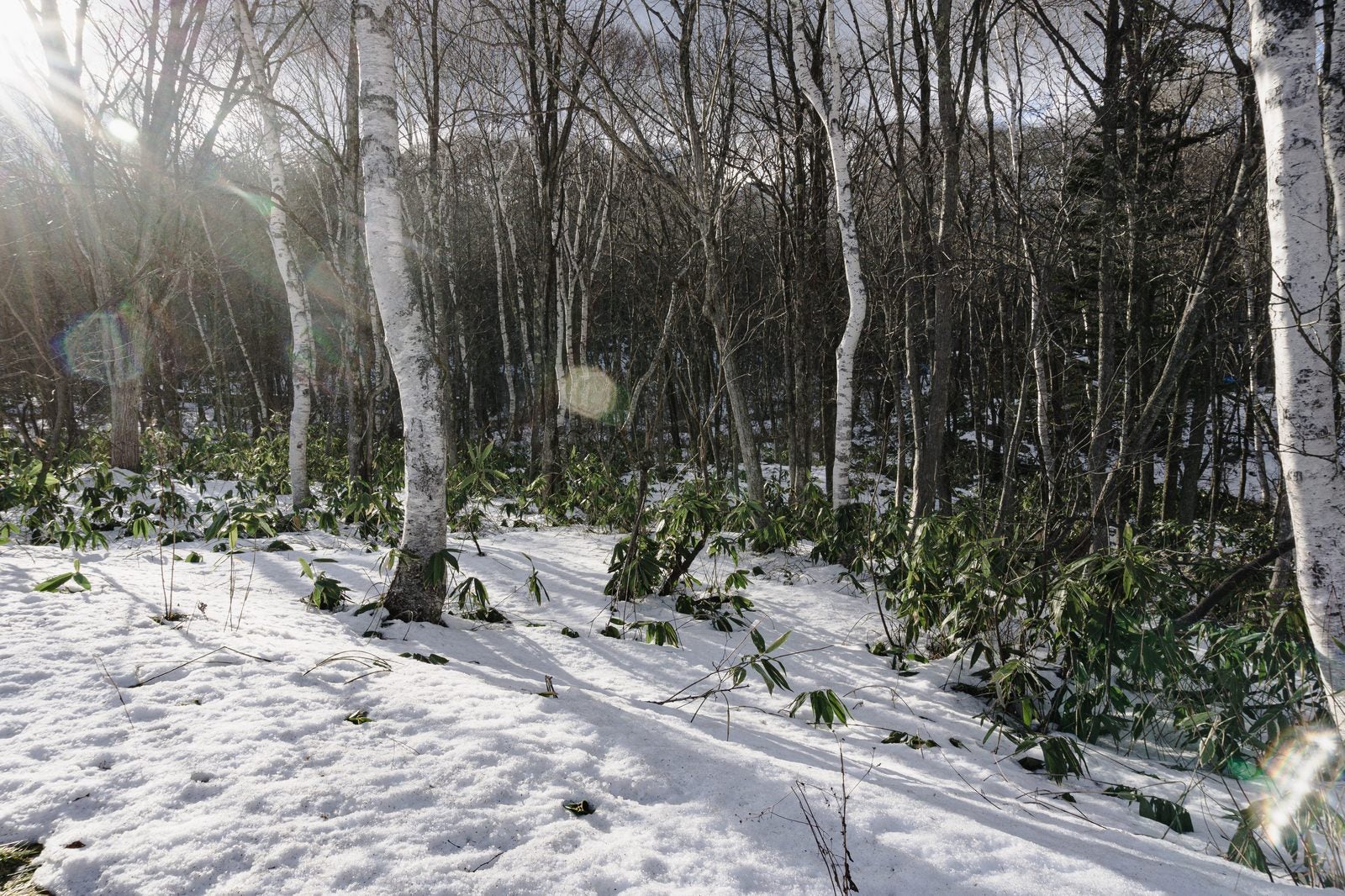 「日が差し込んだ雪に埋もれる白樺の林」の写真