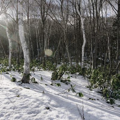 日が差し込んだ雪に埋もれる白樺の林の写真