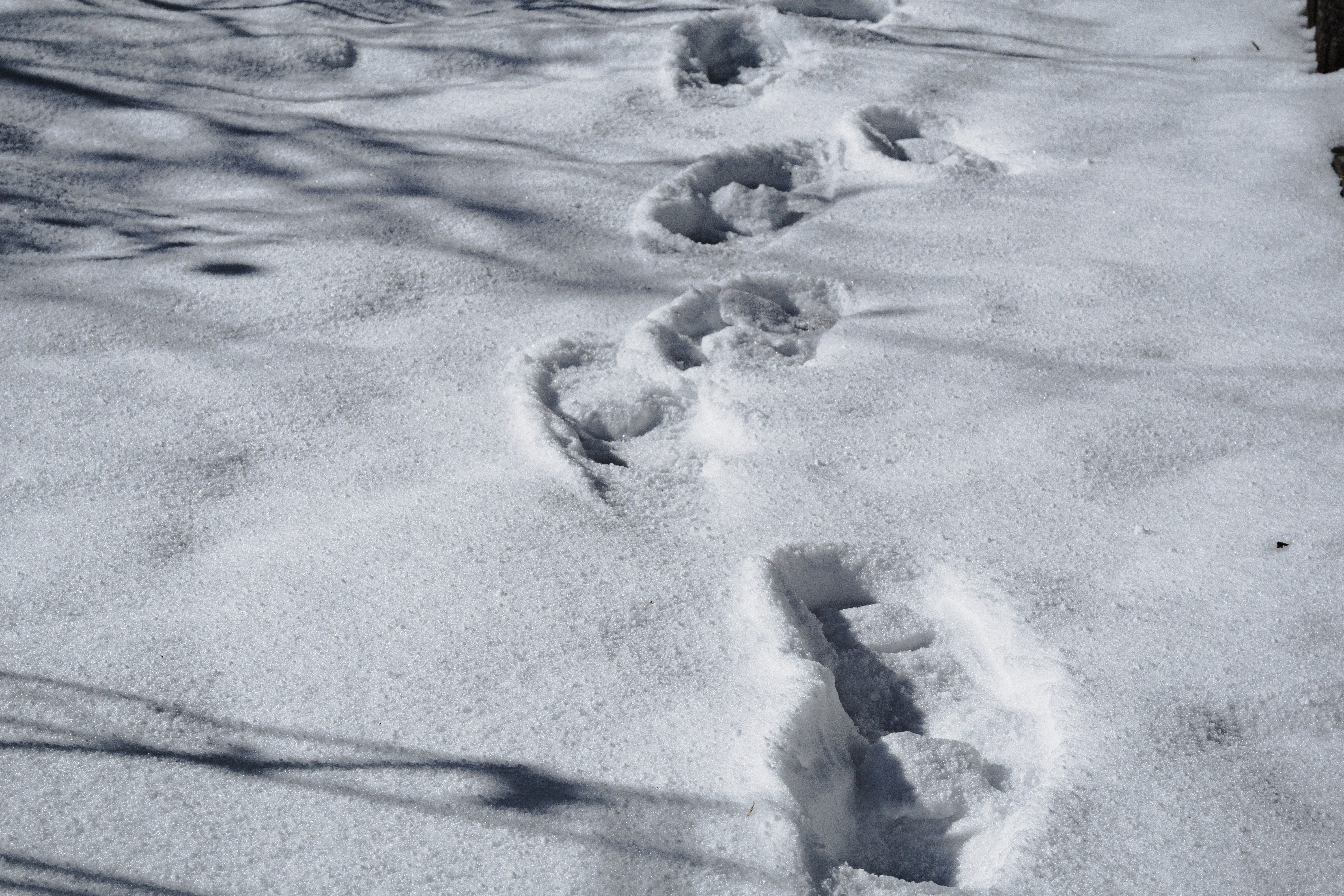 雪に残る足跡の無料の写真素材 - ID.77912｜フリー素材 ぱくたそ