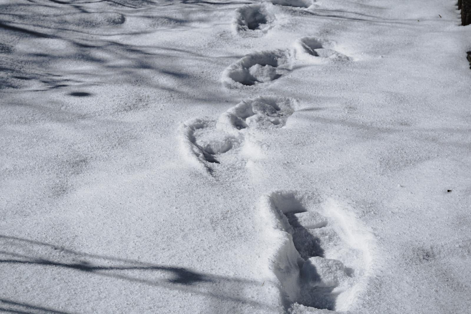 「雪に残る足跡」の写真
