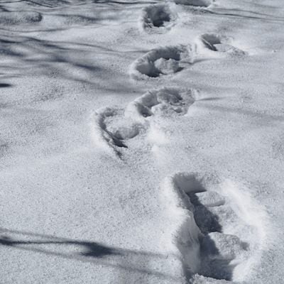 雪に残る足跡の写真