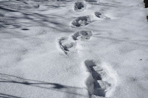 雪に残る足跡の写真