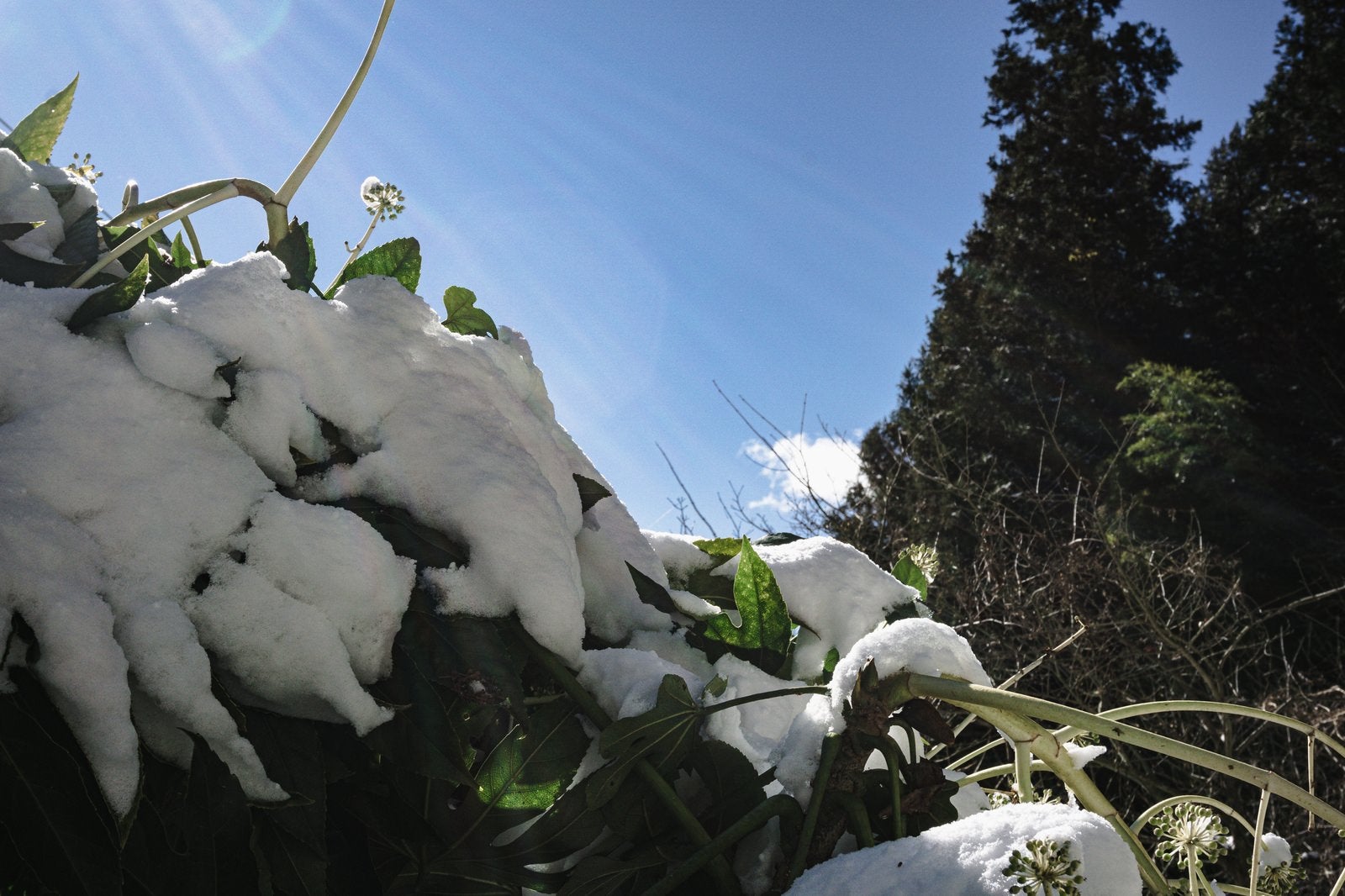 「雪に埋もれるヤツデ」の写真