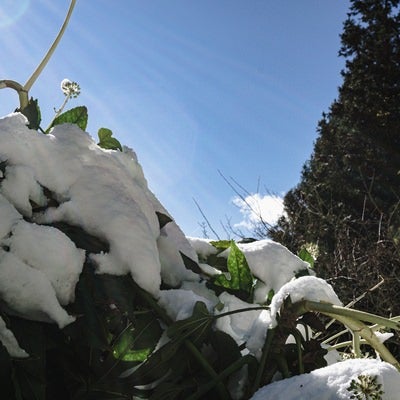 雪に埋もれるヤツデの写真
