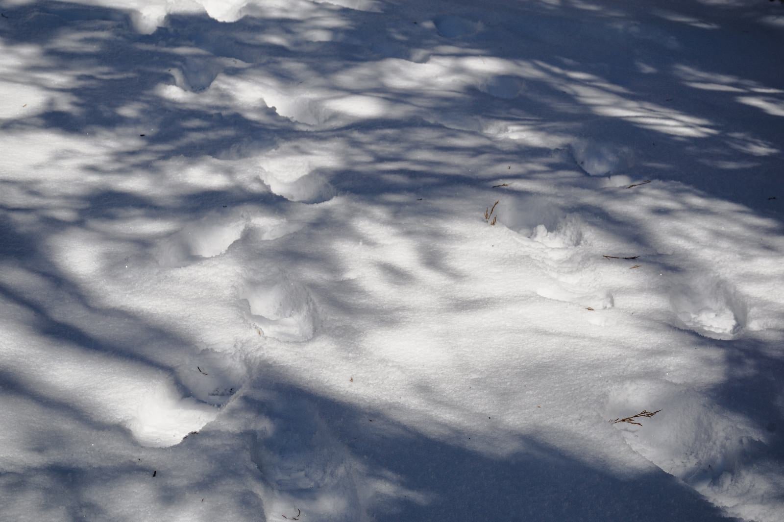 「木々の影と足跡が模様を描く雪上の様子」の写真