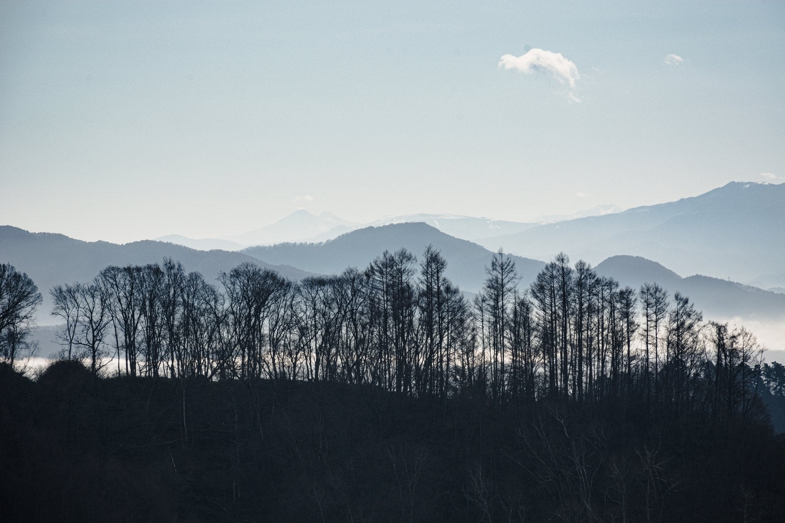 「雲海と山々を背景にして冬枯れの木々が立ち並ぶ葛山城（かつらやまじょう）跡」の写真