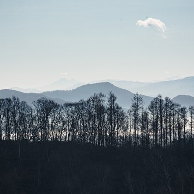 雲海と山々を背景にして冬枯れの木々が立ち並ぶ葛山城（かつらやまじょう）跡の写真