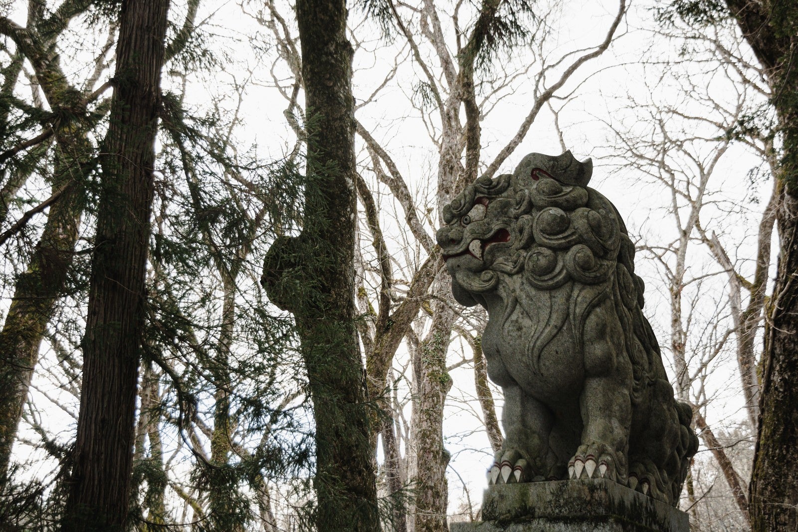 「冬枯れた木々を背に建つ随神門近くの狛犬」の写真