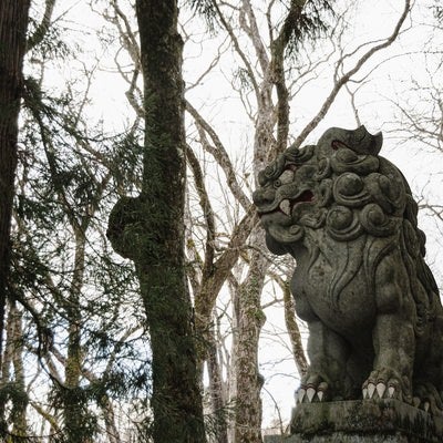 冬枯れた木々を背に建つ随神門近くの狛犬の写真