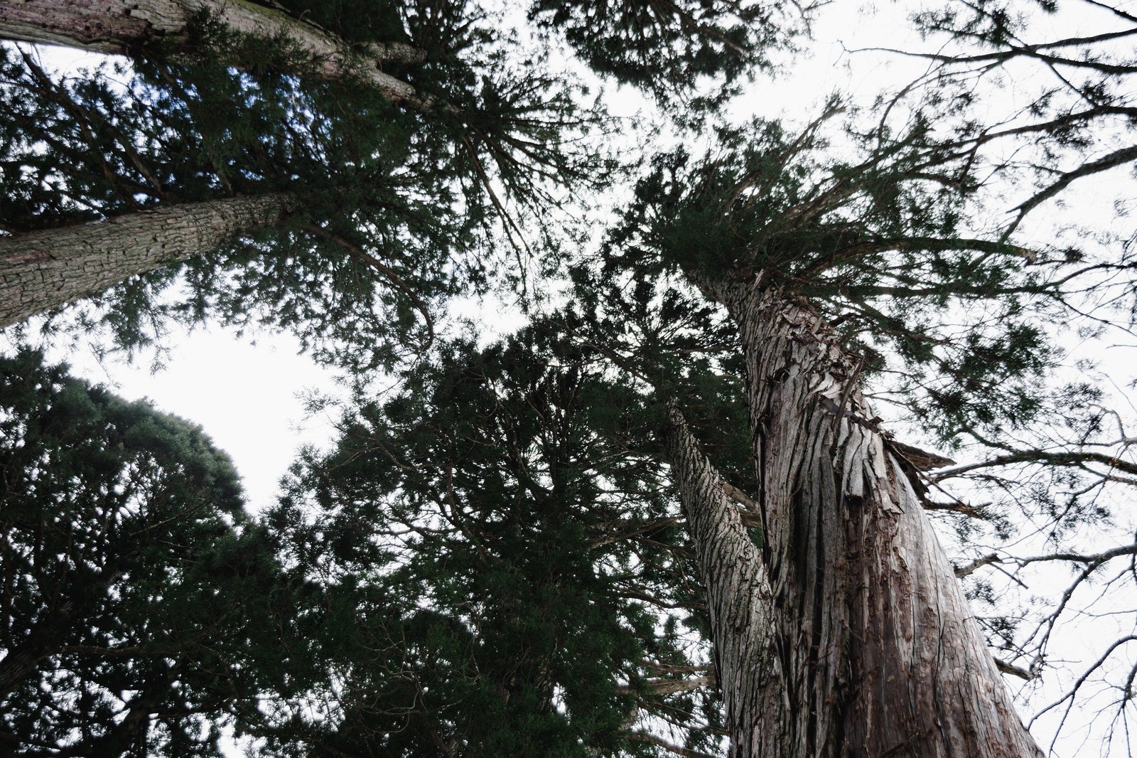 「ねじれながら伸びている杉の木とまっすぐ伸びる杉の木」の写真