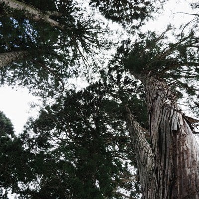 ねじれながら伸びている杉の木とまっすぐ伸びる杉の木の写真