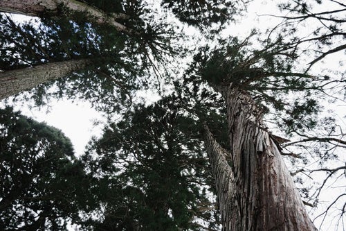 ねじれながら伸びている杉の木とまっすぐ伸びる杉の木の写真