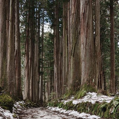 法燈国師母公祈願観音堂跡　宝篋印塔入口の碑と雪の残る杉並木の写真