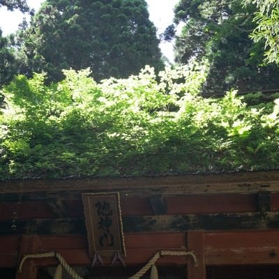 多くの草に覆われた隋神門の茅葺の屋根の写真