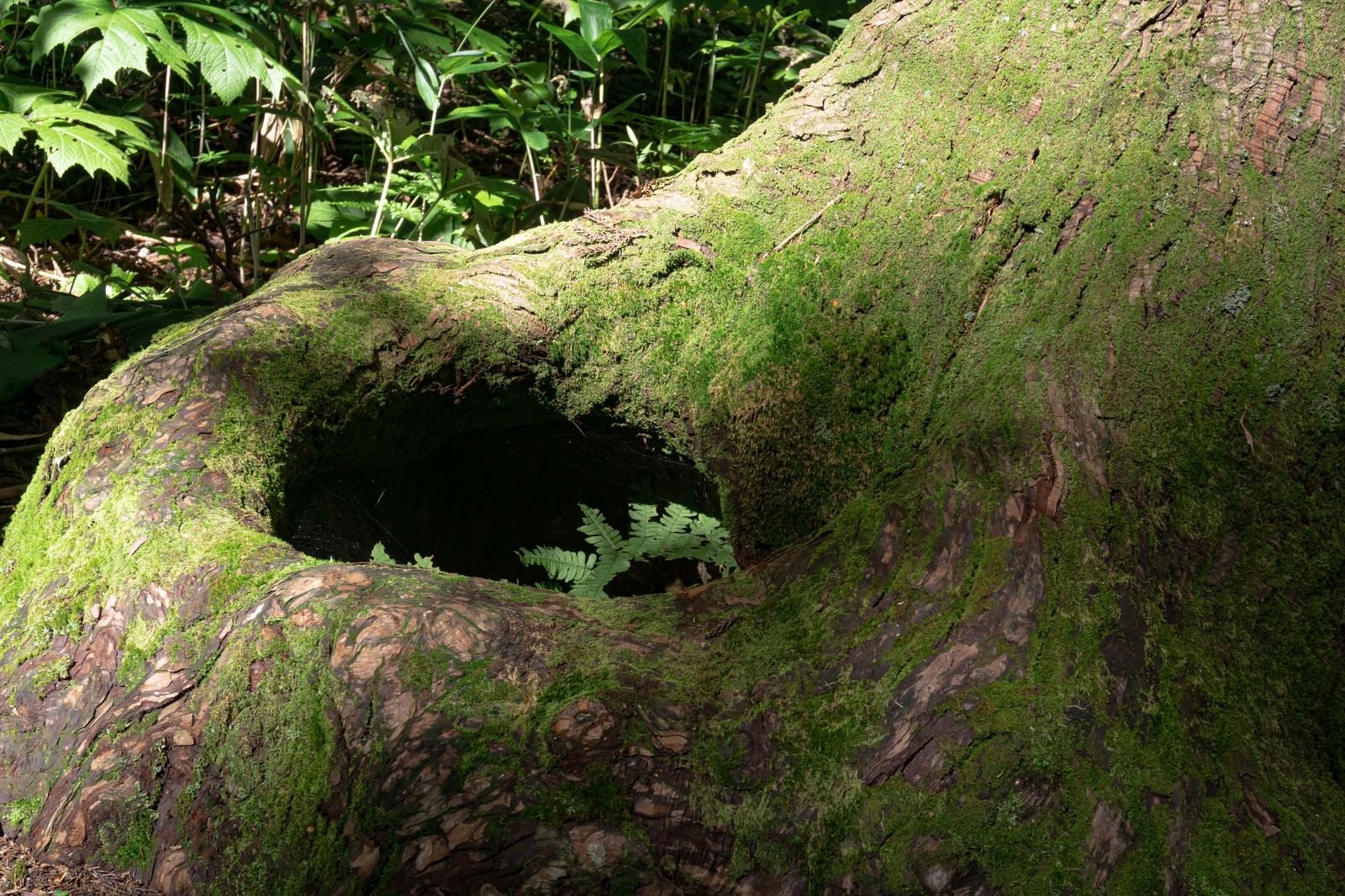「古い木の根元に開く穴」の写真