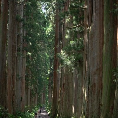 樹齢約400年のクマスギの巨木の並木道を行き交う人々の姿の写真