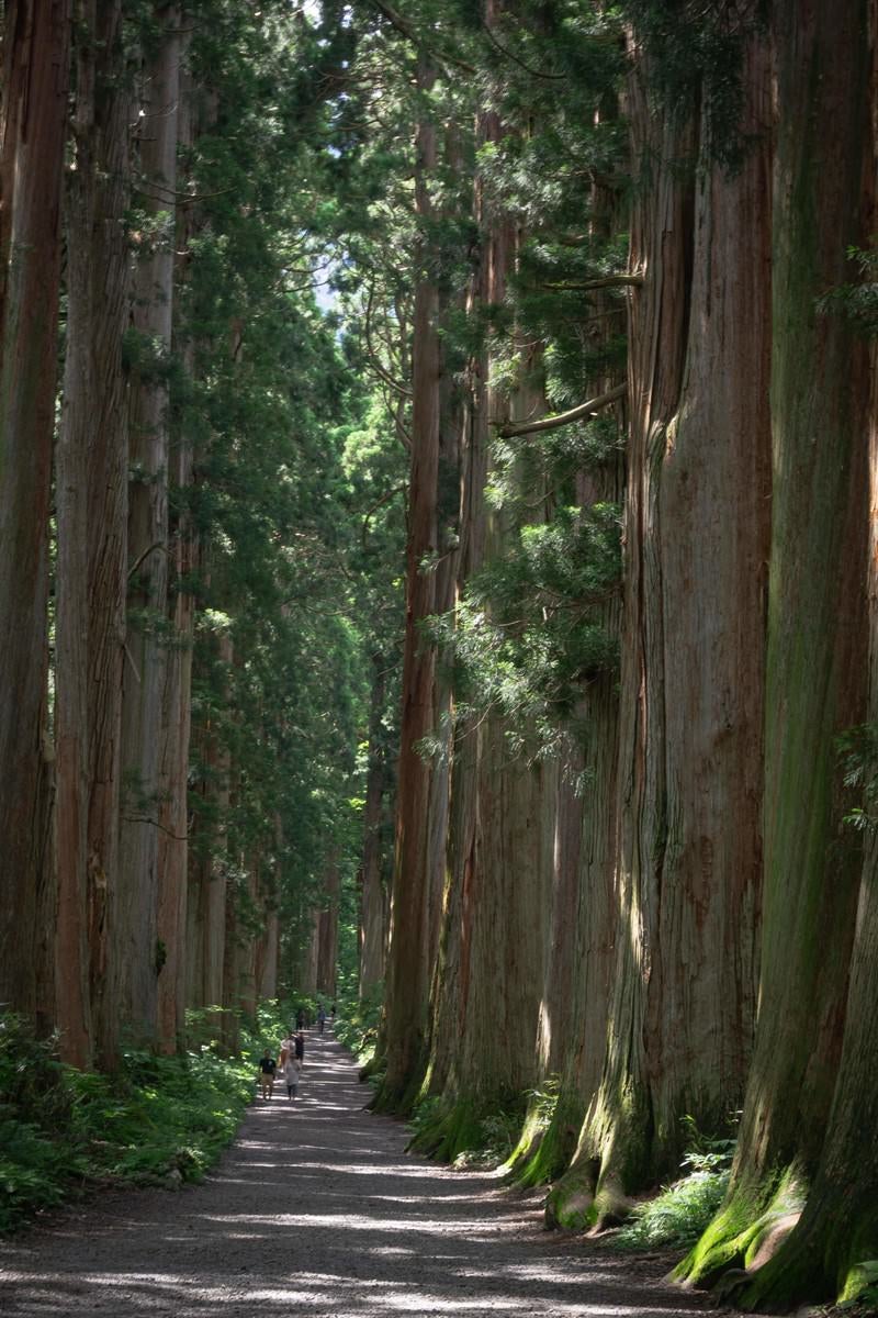 「樹齢約400年のクマスギの巨木の並木道を行き交う人々の姿」の写真