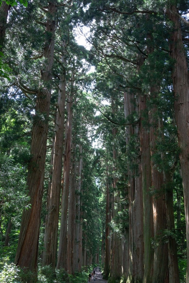 「奥社杉並木の枝の隙間から見える空」の写真