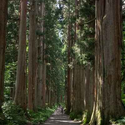 樹齢約400年のクマスギの大きさに圧倒される戸隠奥社の杉並木の写真
