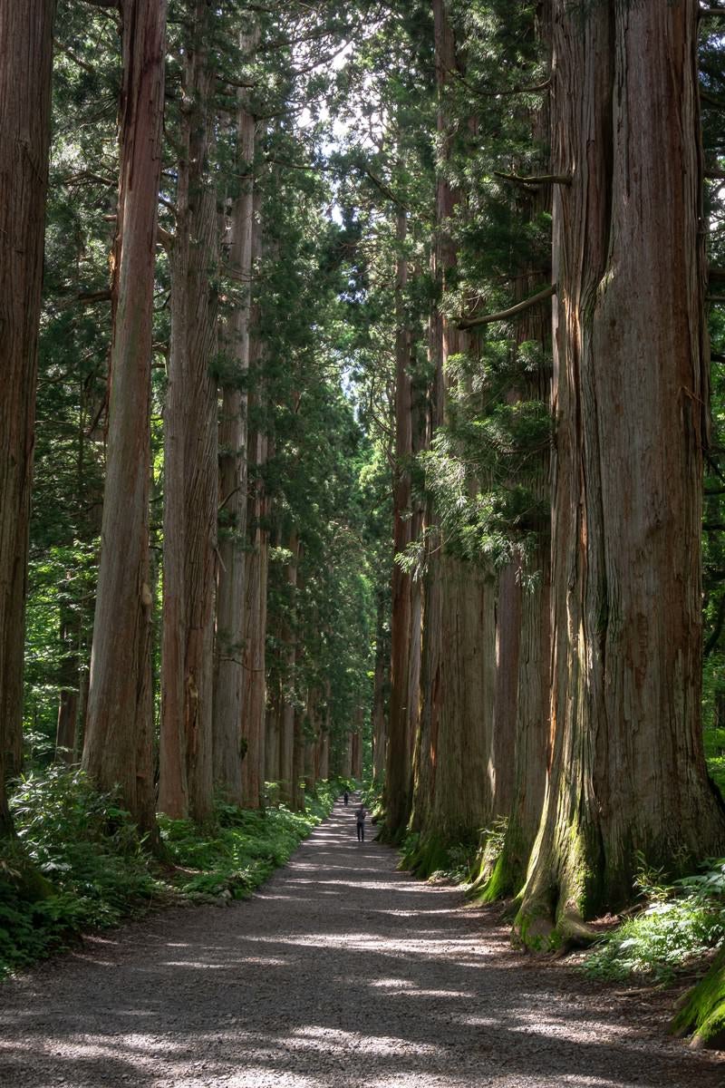 「樹齢約400年のクマスギの大きさに圧倒される戸隠奥社の杉並木」の写真