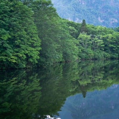 池のほとりに立つ木々の細かな姿も映す鏡池の水面の写真
