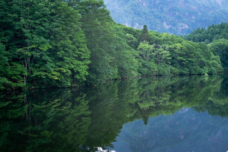 池のほとりに立つ木々の細かな姿も映す鏡池の水面の写真