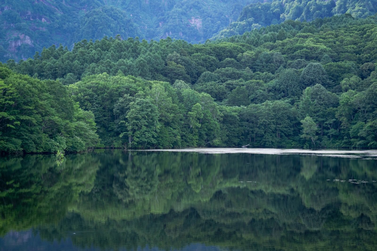 「緑に包まれる夏の鏡池」の写真