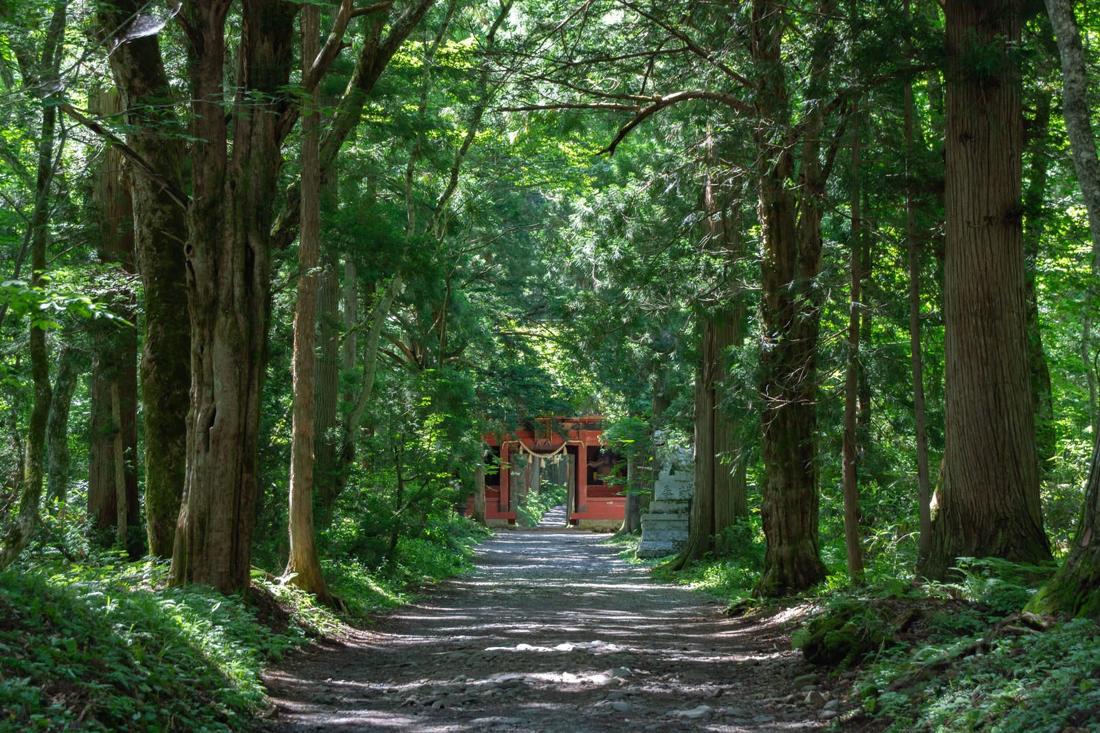 「木々に囲まれた参道の先に見える朱色の随神門（ずいしんもん）」の写真