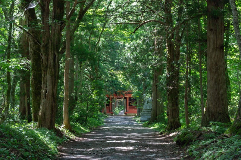 木々に囲まれた参道の先に見える朱色の随神門（ずいしんもん）の写真