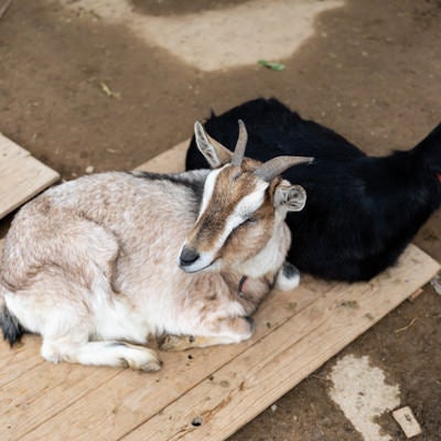 崎野自然公園のヤギ二頭（さき・のん）の写真