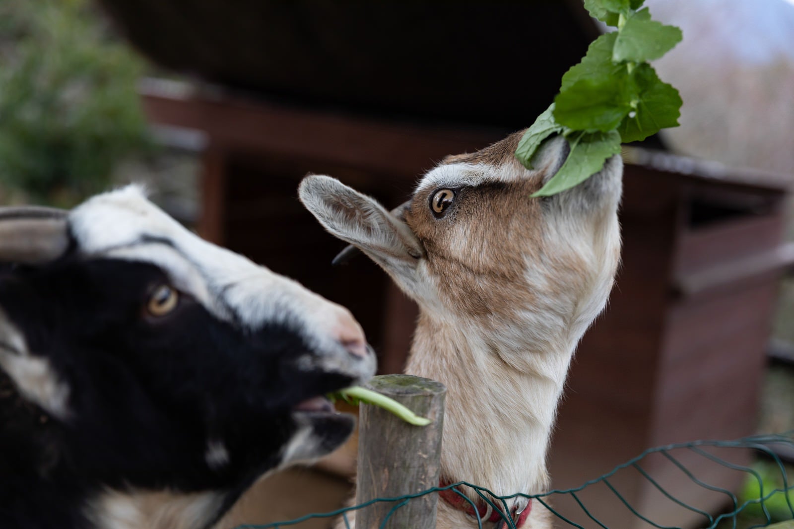 「柵越しに餌を食べる山羊」の写真